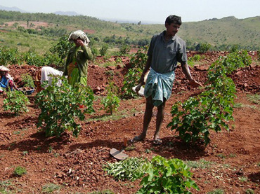 INDIA-ENERGY-ENVIRONMENT-BIOFUEL